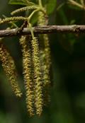 Antidesma venosum